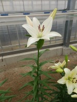 [5068 Bright Diamondo No02.JPG]